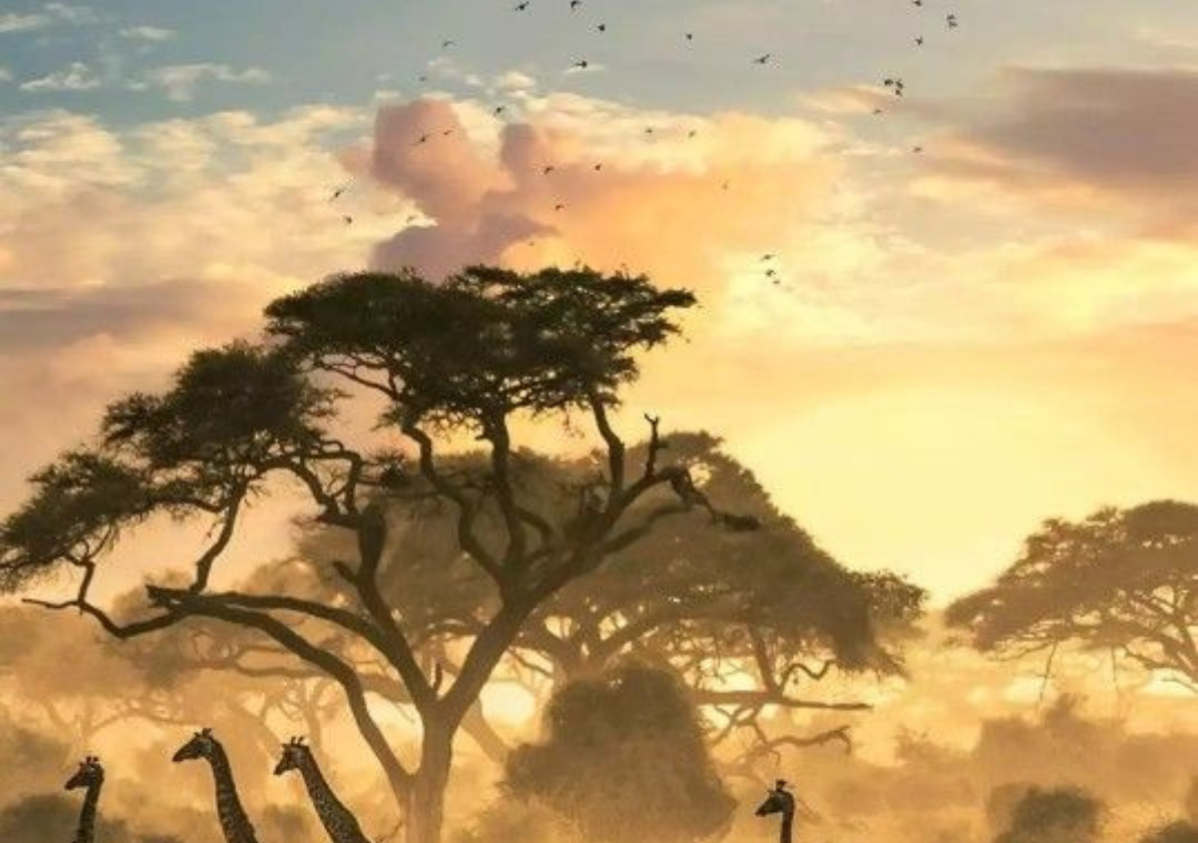 Wildlife Sightings in Southern Africa