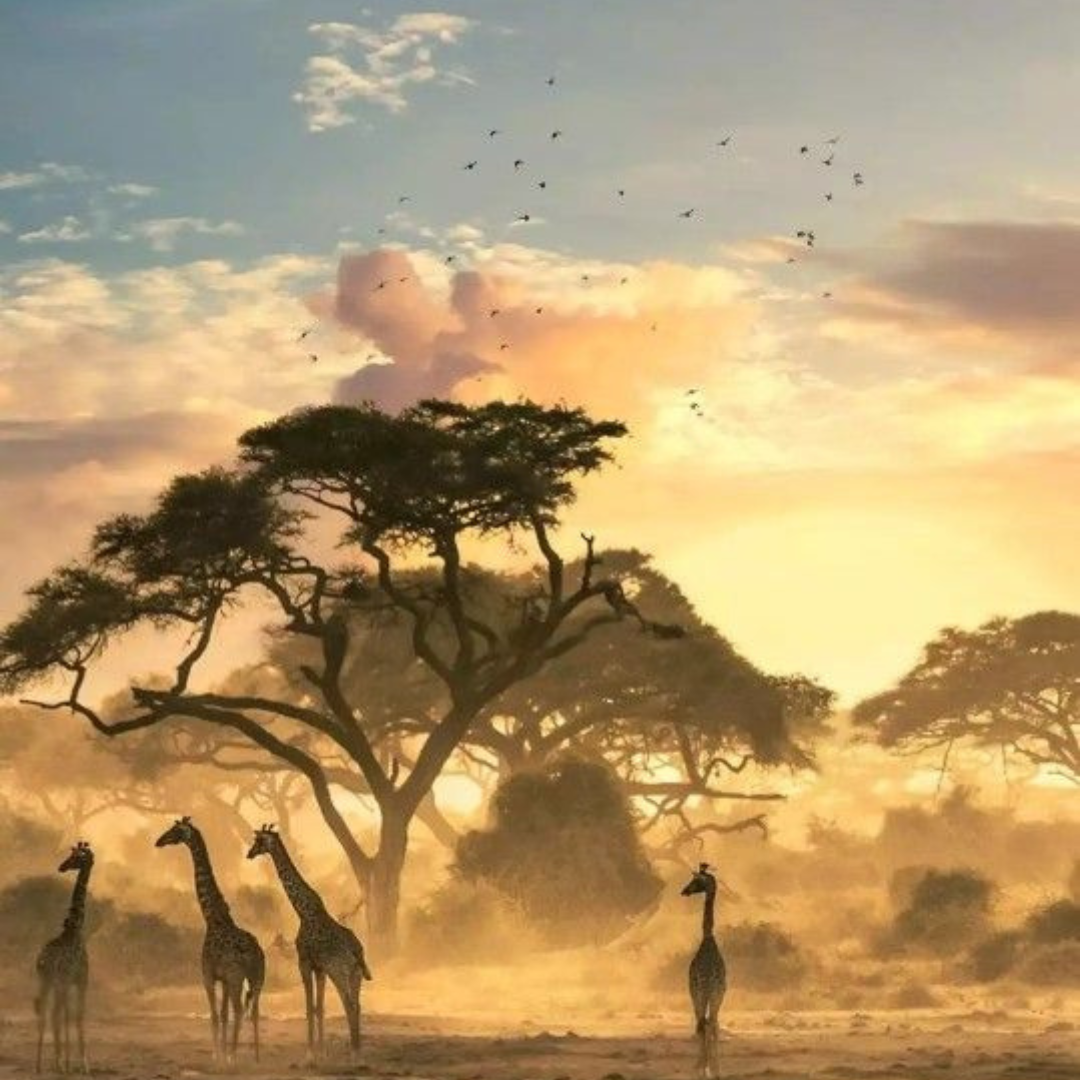 Wildlife Sightings in Southern Africa