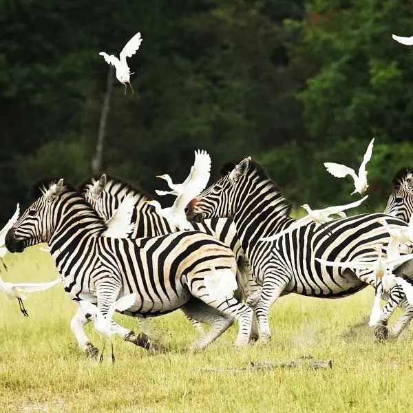 Reserva de Moremi, safari en estado puro
