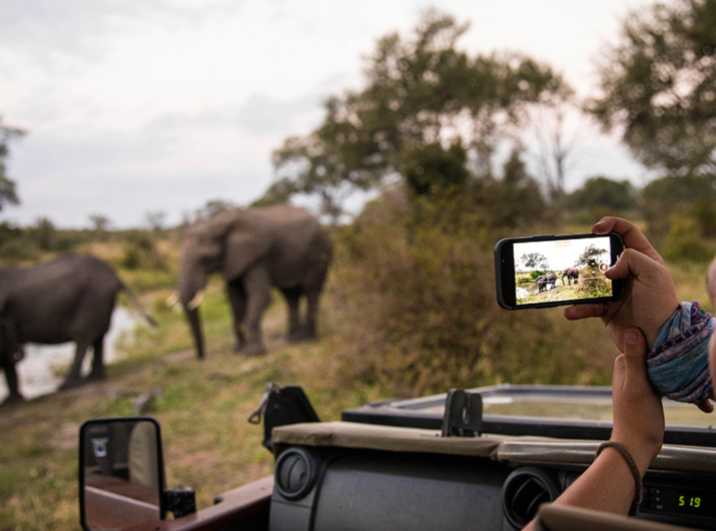 safari en Afrique du Sud