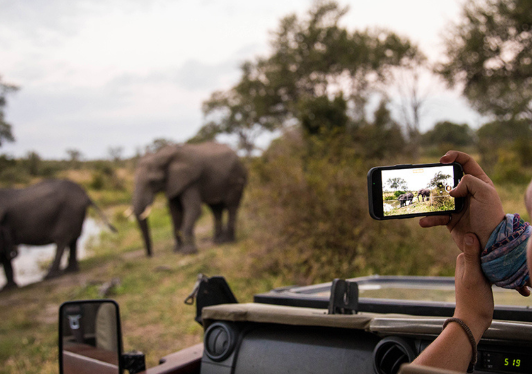 safari in South Africa