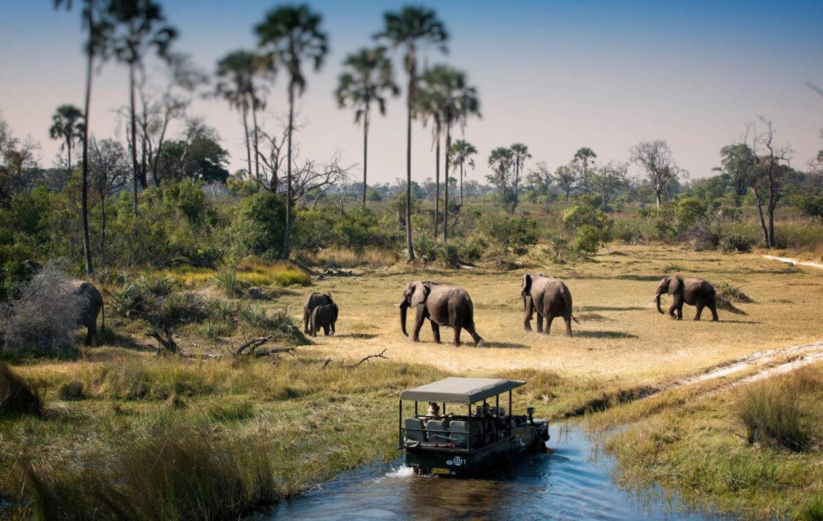 Safari Victoria Falls Chobe