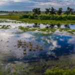 okavango delta