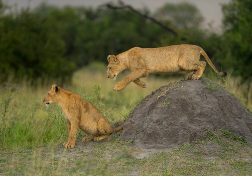 Parque de Leones