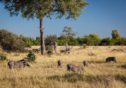 Safari de 5 Días en la Reserva de Madikwe