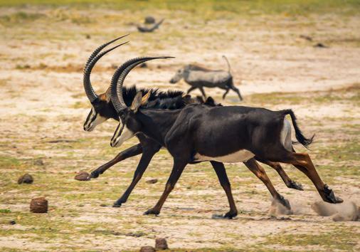 Aventura de 4 Días: Safari en la Reserva de Madikwe