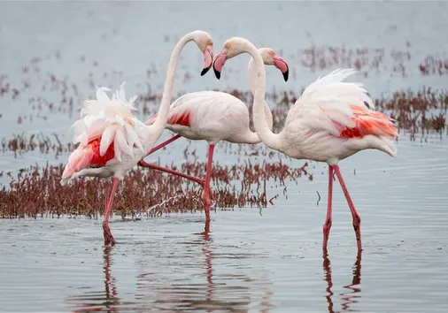 Expedición de 10 Días por Namibia: Dunas, Fauna y Cultura