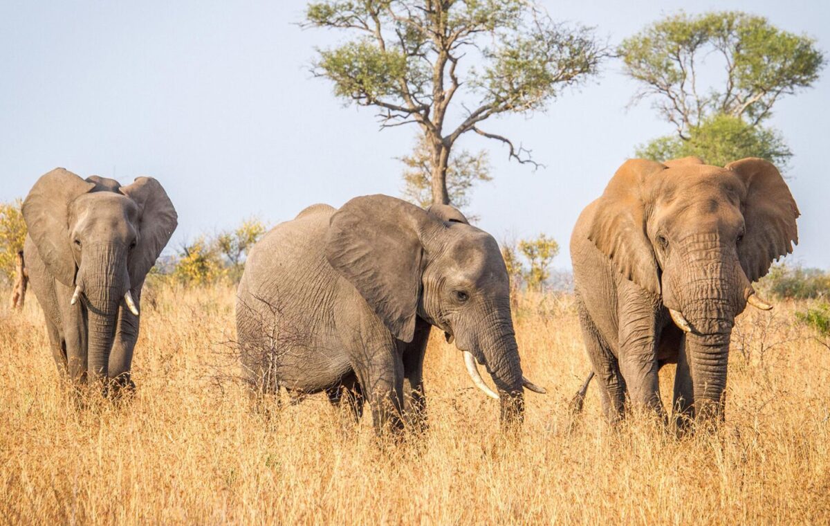 Kruger National Park Safari