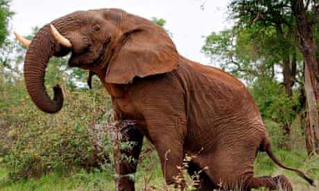 Encuentro con elefantes y experiencia en santuario – 1 día