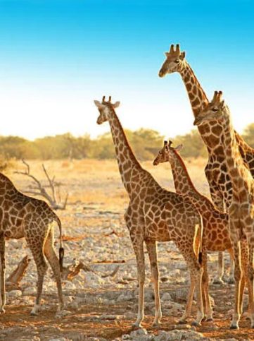 Parque Nacional Etosha