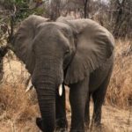 un elefante en el parque nacional kruger