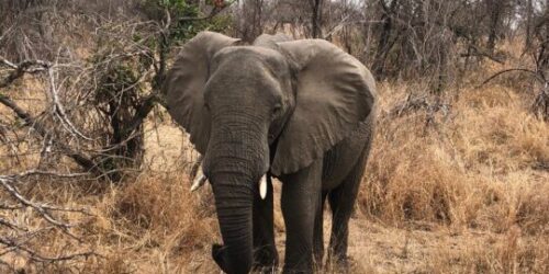 un elefante en el parque nacional kruger