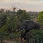 Parque Nacional Kruger Hazyview