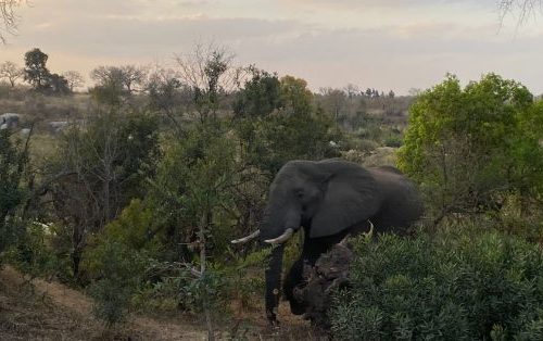 Parque Nacional Kruger Hazyview