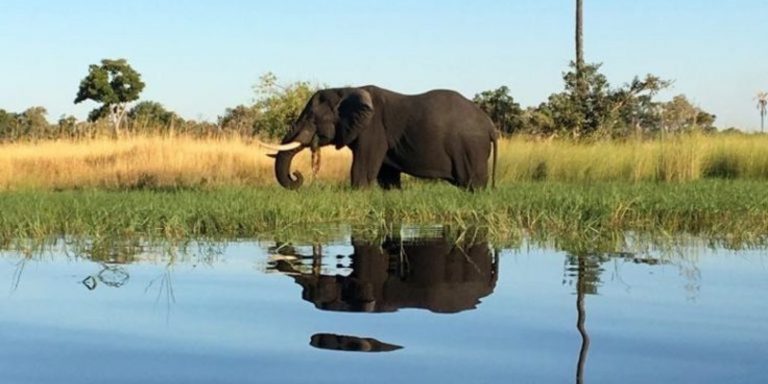 Safari Económico de 7 Días: Kruger, Cataratas Victoria y Chobe