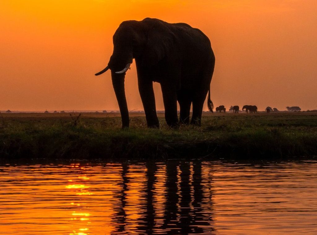 safari en Chobe