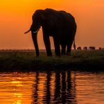 safari en Chobe