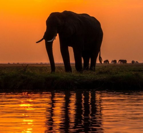 safari en Chobe
