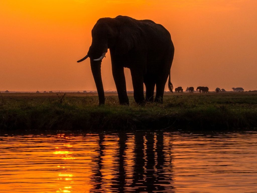 safari en Chobe