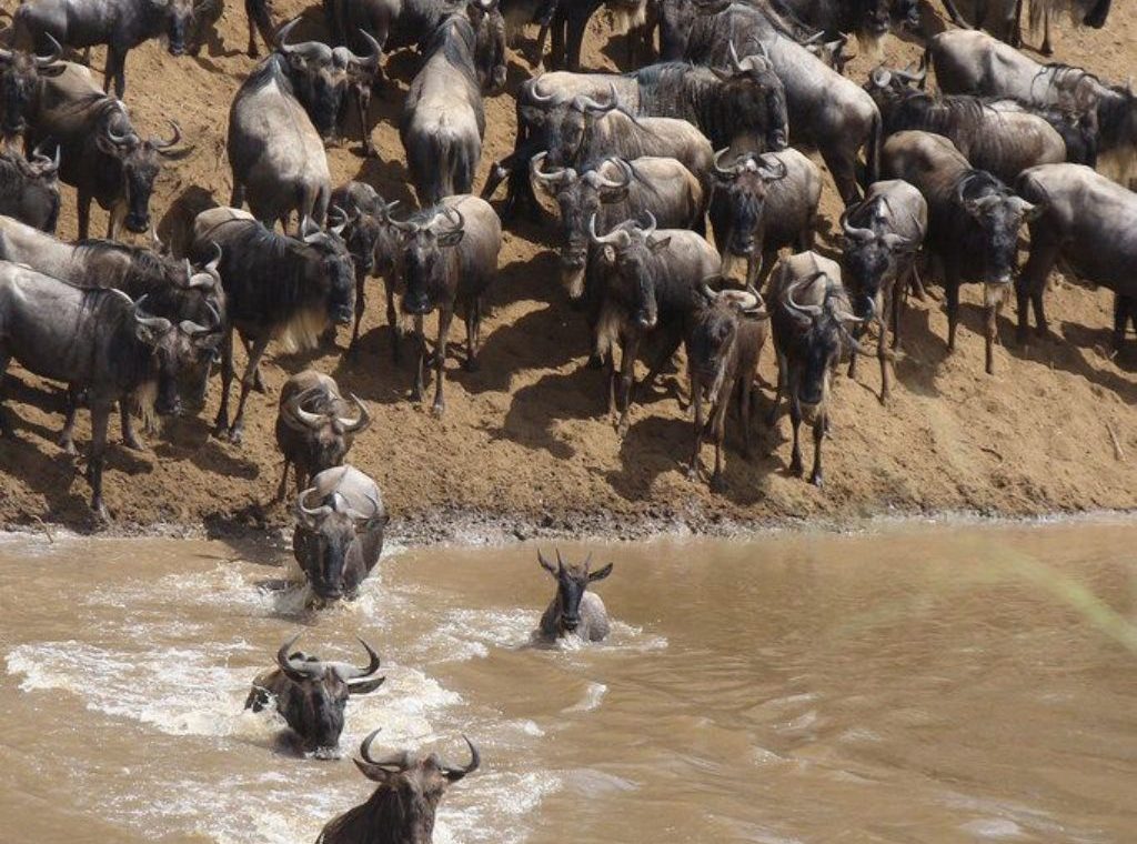 Safari en Maasai Mara