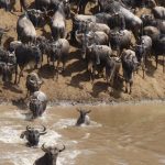 Safari en Maasai Mara