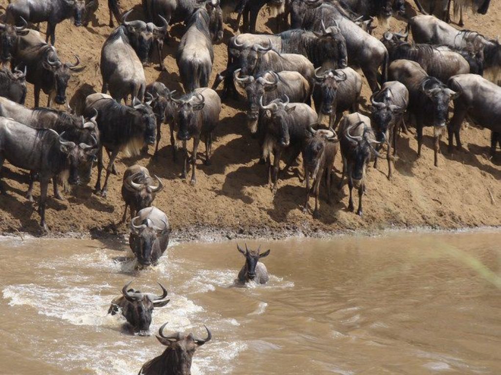 Safari en Maasai Mara
