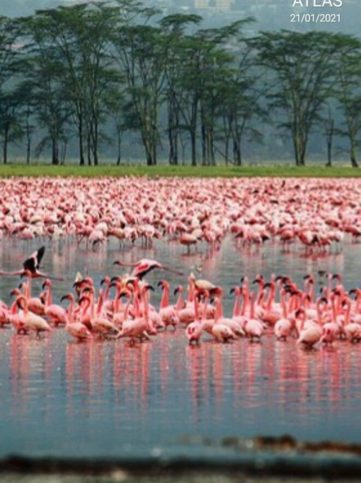 Lago Nakuru