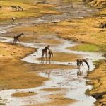 Tarangire Clima en África para safari mes a mes