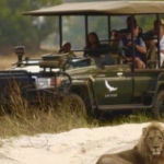 safari en la reserva de caza Moremi