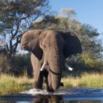 Safari en Parque Nacional Chobe