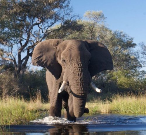Safari en Parque Nacional Chobe