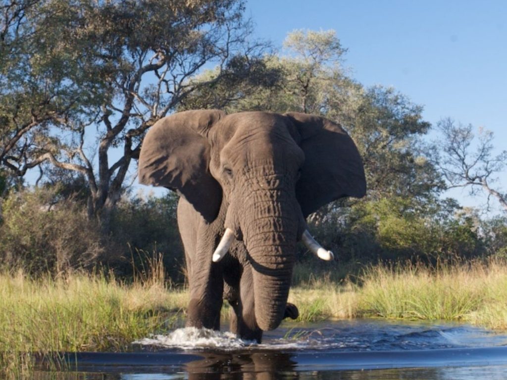Safari en Parque Nacional Chobe