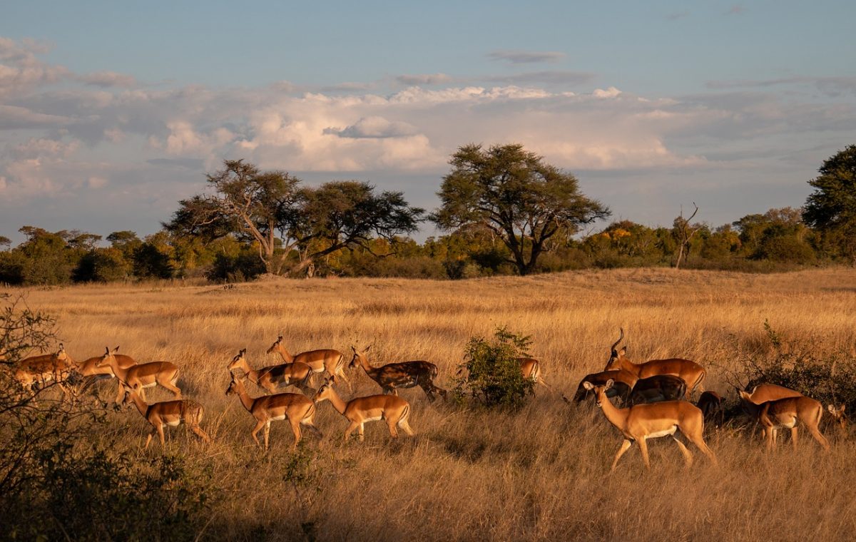 Gran Zimbabue tour Bulawayo