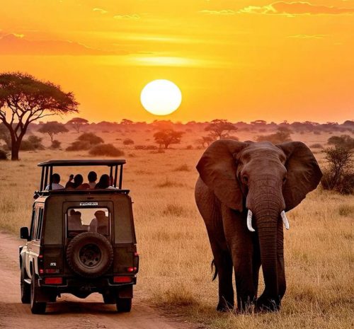 Safari al amenecer