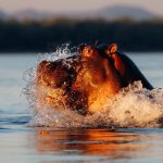 Hippo en Mana pools