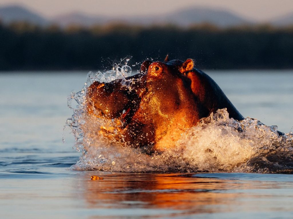 Hippo en Mana pools