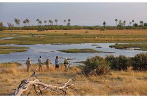 excursiones en la Delta del Okavango