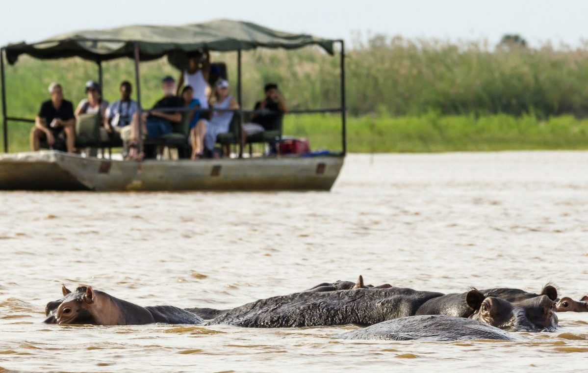 Hippo en el parque nacional Chobe