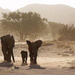 elefantes desierto Namibia