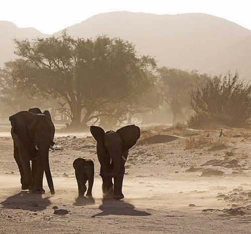 elefantes desierto Namibia