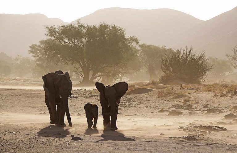 Safari de Medio Día en el Parque Nacional Chobe