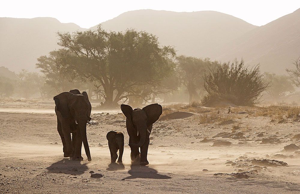 elefantes desierto Namibia