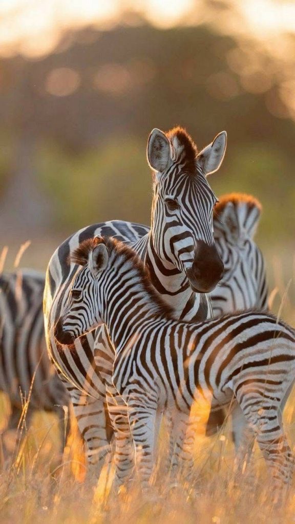 3 dias de campamento y safari de los Cinco Grandes en Pilanesberg