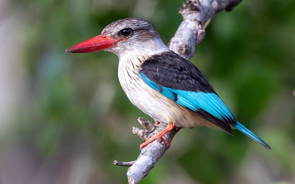 Esuatini cultura fauna paisajes