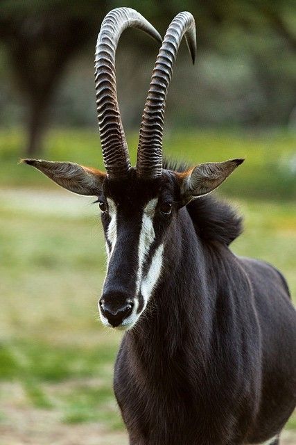 Safari Auténtico de 6 Días en Kruger – Aventura de los Cinco Grandes