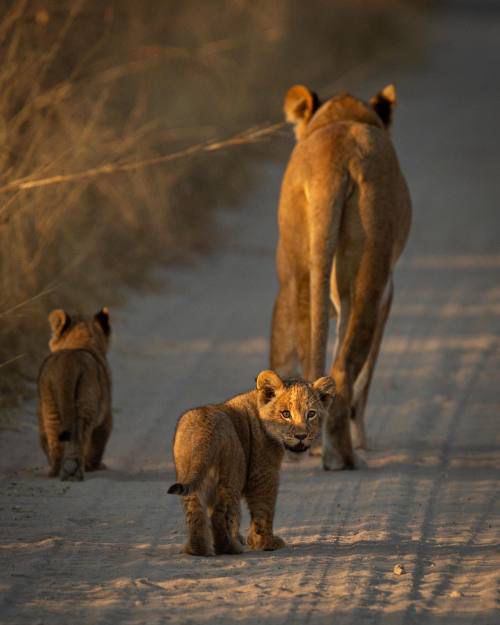 Safari y tour escenico de 4 dias – De Ciudad del Cabo a la Ruta Jardin