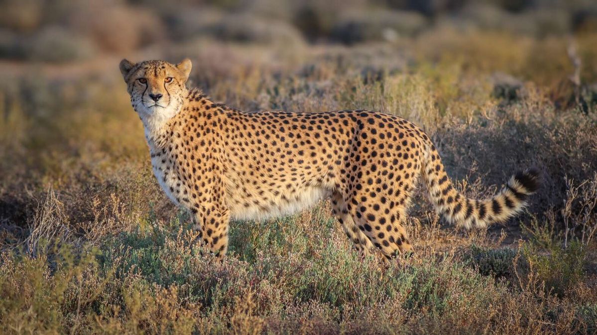 Parque Nacional Hwange