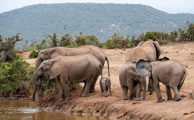Safari de 2 dias en el Gran Kruger – Escapada economica con fauna silvestre