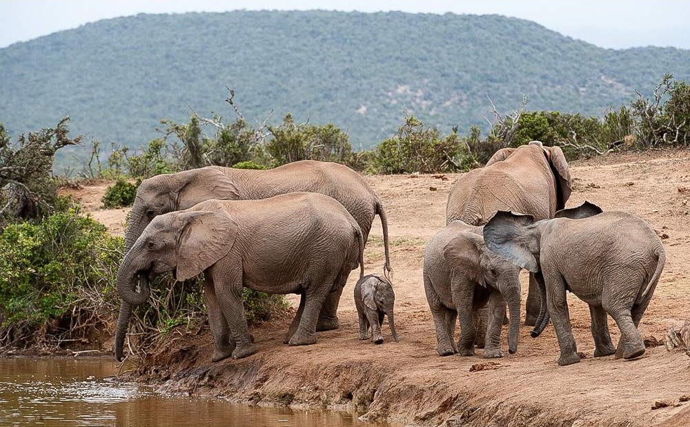 Safari de 2 dias en el Gran Kruger – Escapada economica con fauna silvestre