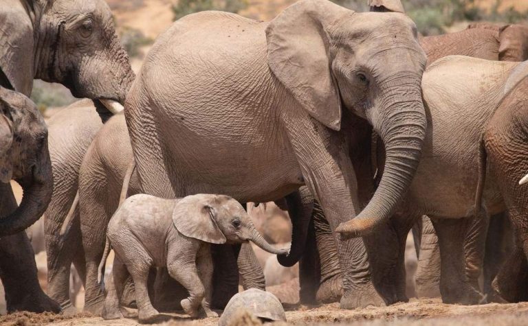 Safari de 3 dias con los Cinco Grandes y encuentro con elefantes – Ciudad del Cabo